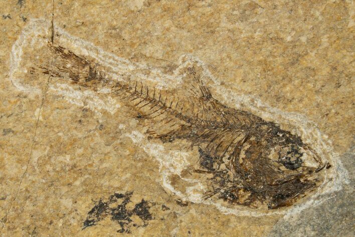 Oligocene Fossil Deep-Sea Hatchetfish (Polyipnus) - Poland #320585